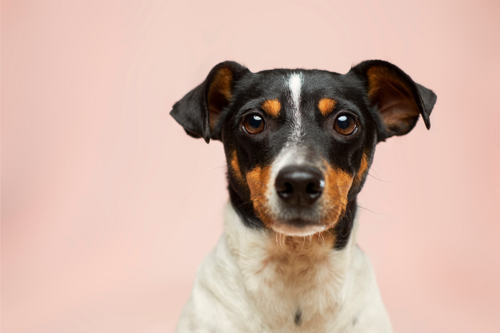 Essential pet supplies for your Canine companion.