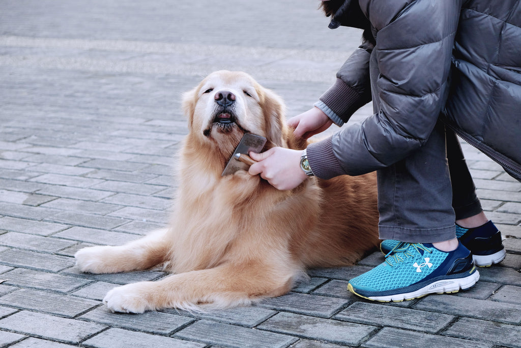 Crafting the Ultimate Dog Grooming Kit for Your Furry Friend