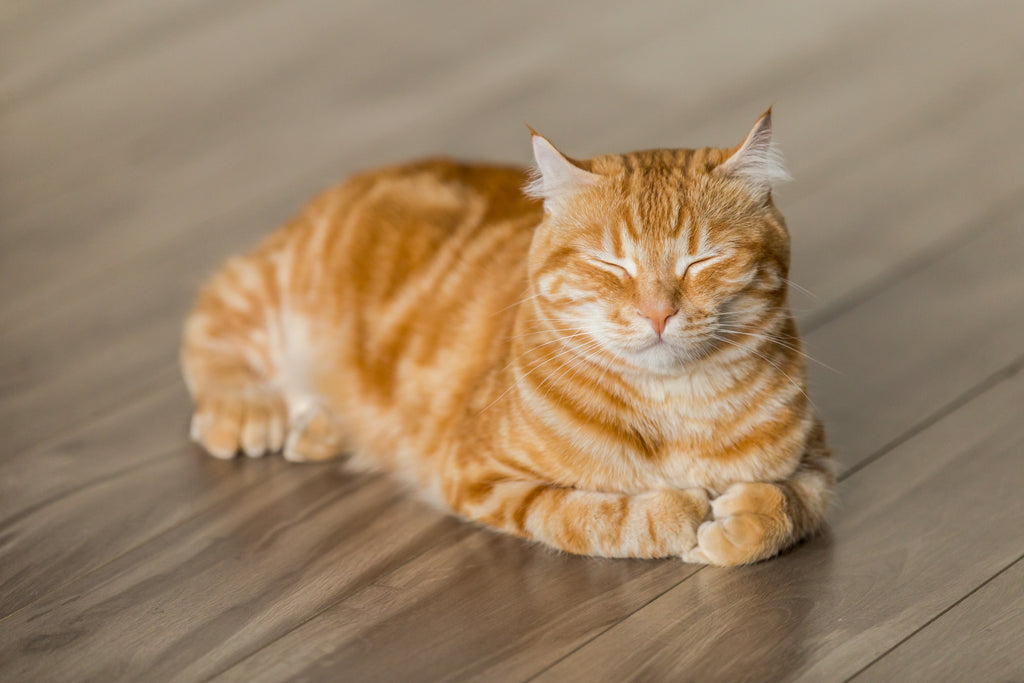 Give your cats the love they deserve!